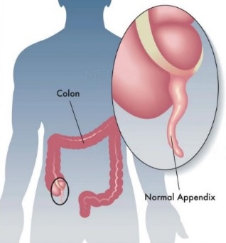  What is appendix? 